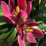 Hayloft Magnolia Hybrid Stellar Ruby - 9cm Pot