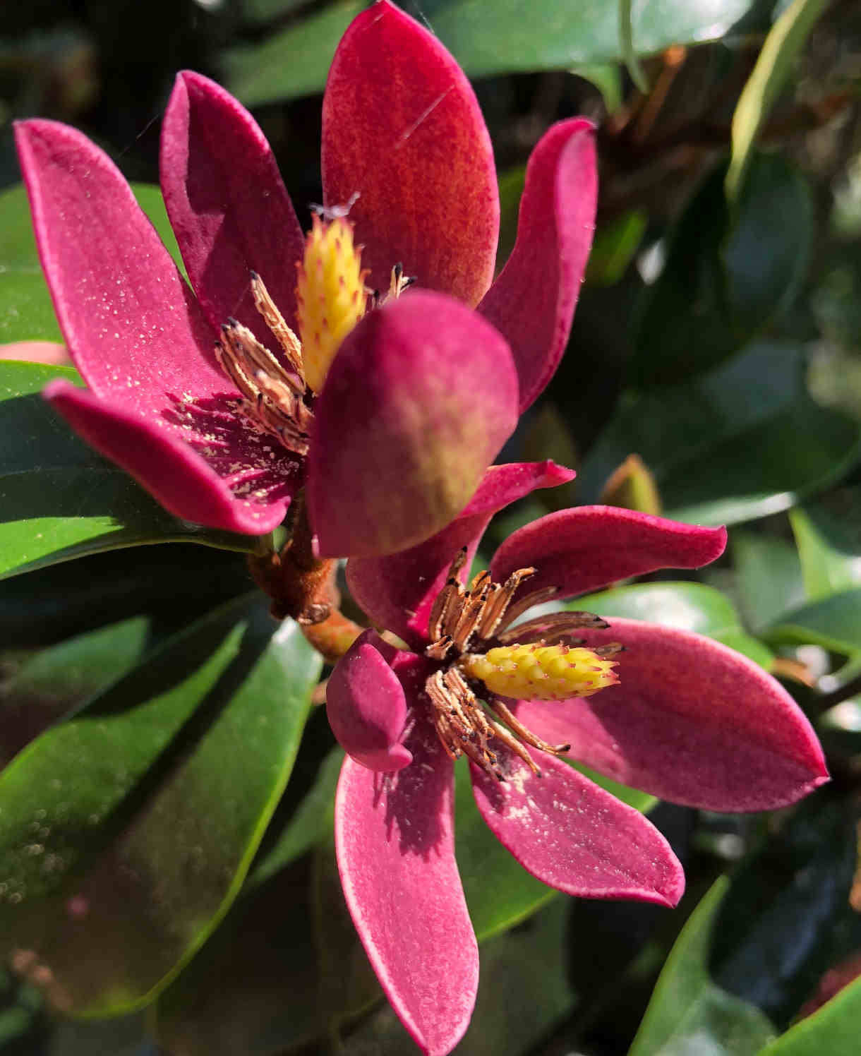 Hayloft Magnolia Hybrid Stellar Ruby - 9cm Pot