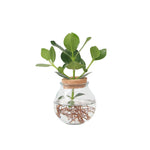 Autograph Tree - Clusia Rosea 'princess' - Height 25-35cm - ⌀20cm | Set of 1 | Green