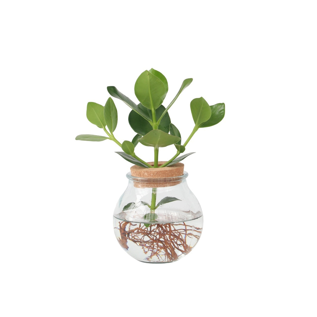 Autograph Tree - Clusia Rosea 'princess' - Height 25-35cm - ⌀20cm | Set of 1 | Green