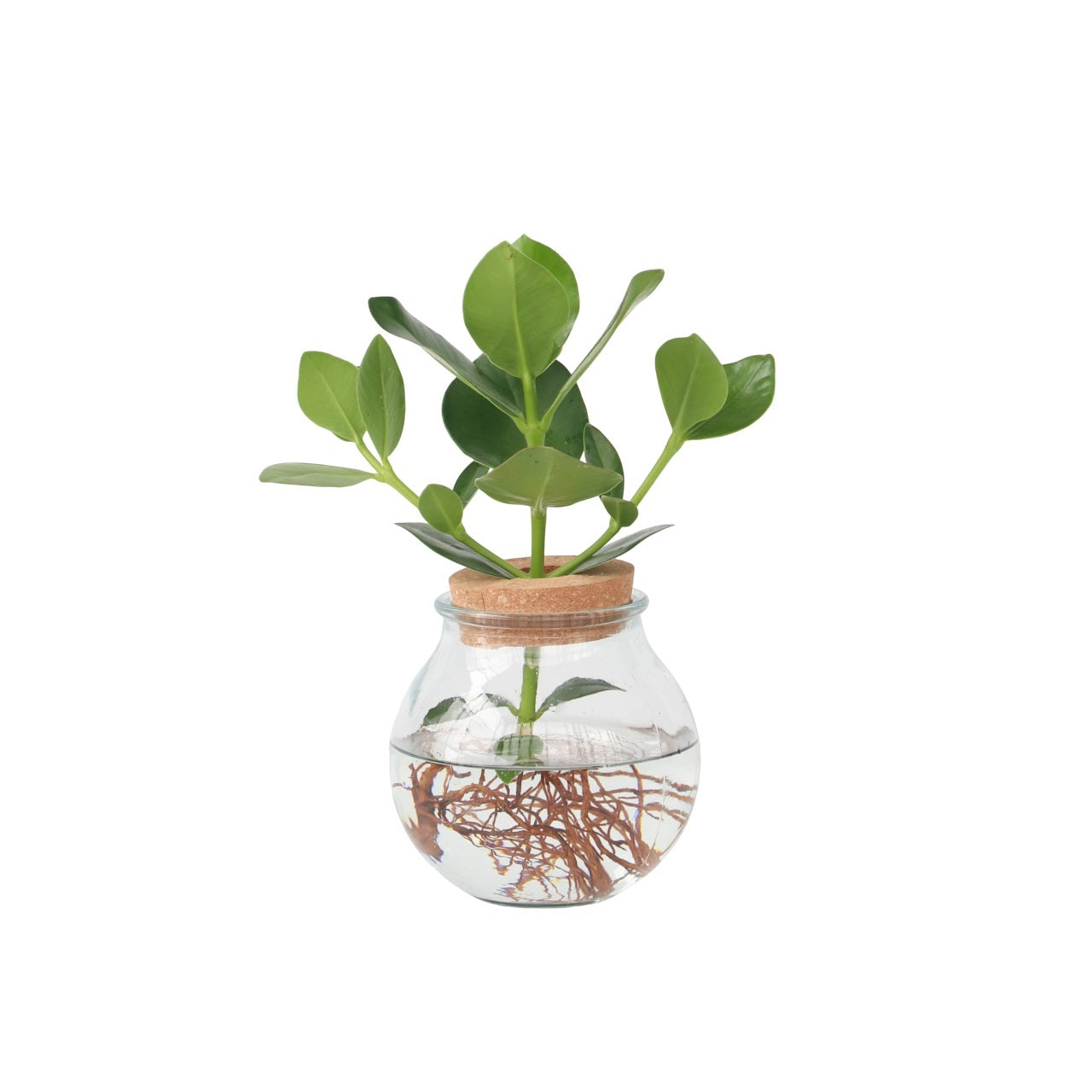 Autograph Tree - Clusia Rosea 'princess' - Height 25-35cm - ⌀20cm | Set-of-1 | Green