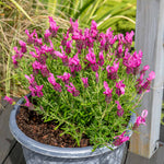 Lavender 'pink Summer' Compact Fragrant Pink | 3 x Jumbo Plugs | Purple