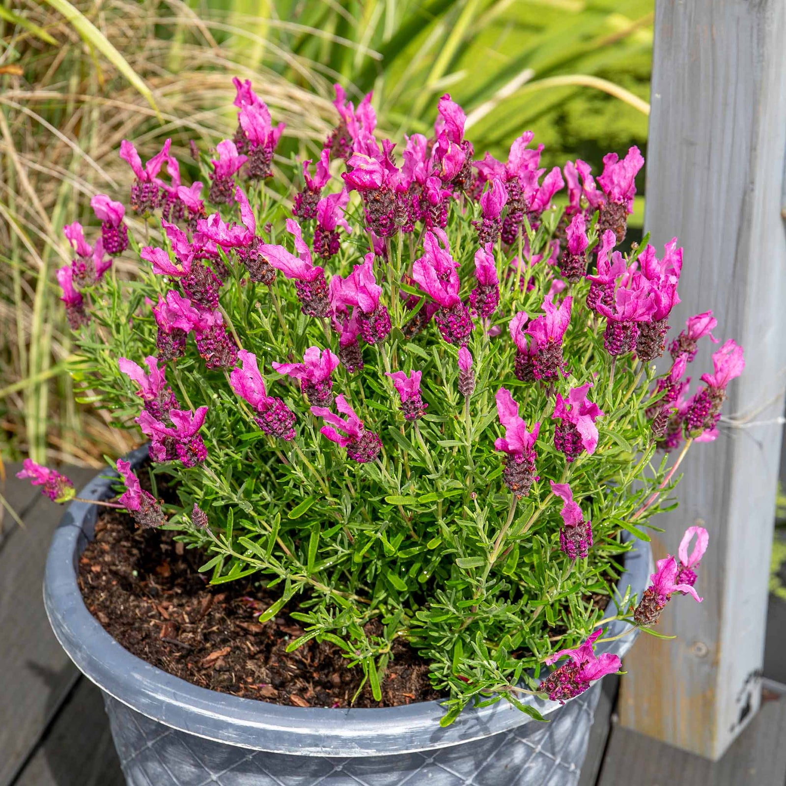 Lavender 'pink Summer' Compact Fragrant Pink | 6 x Jumbo Plugs | Purple