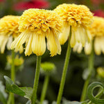 Echinacea Purpurea 'lemon Drop' - Bright Yellow Coneflower - 9cm Pots | 1 x 9cm | Yellow