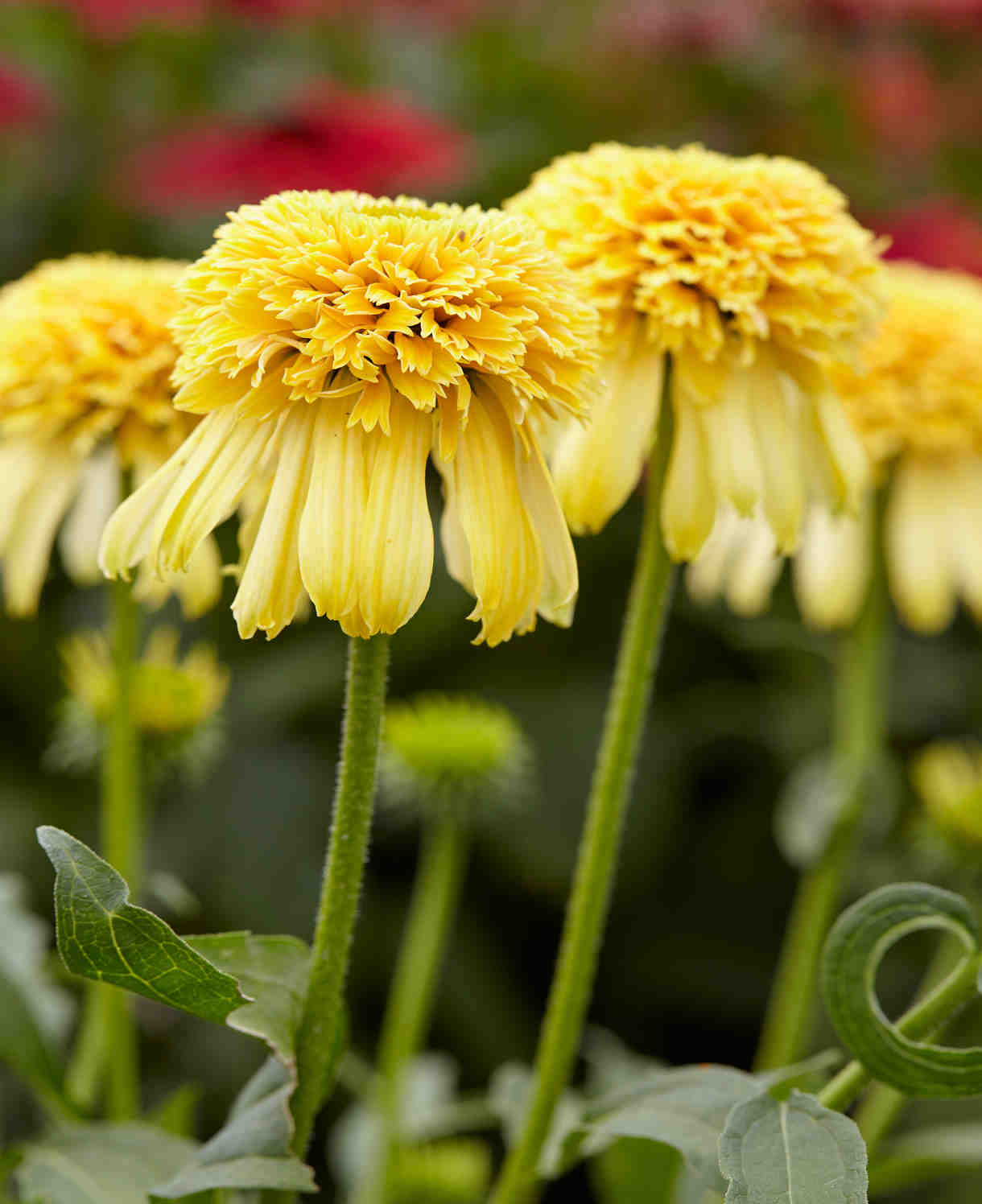 Echinacea Purpurea 'lemon Drop' - Bright Yellow Coneflower - 9cm Pots | 1 x 9cm | Yellow