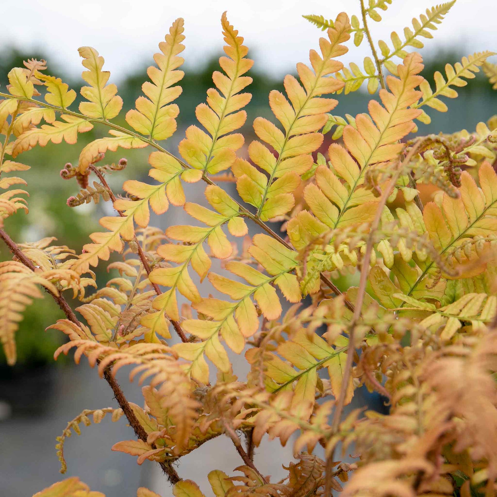 Japanese Shield Fern (rhs Award Of Garden Merit) | 1 x 5L | Green & Pink