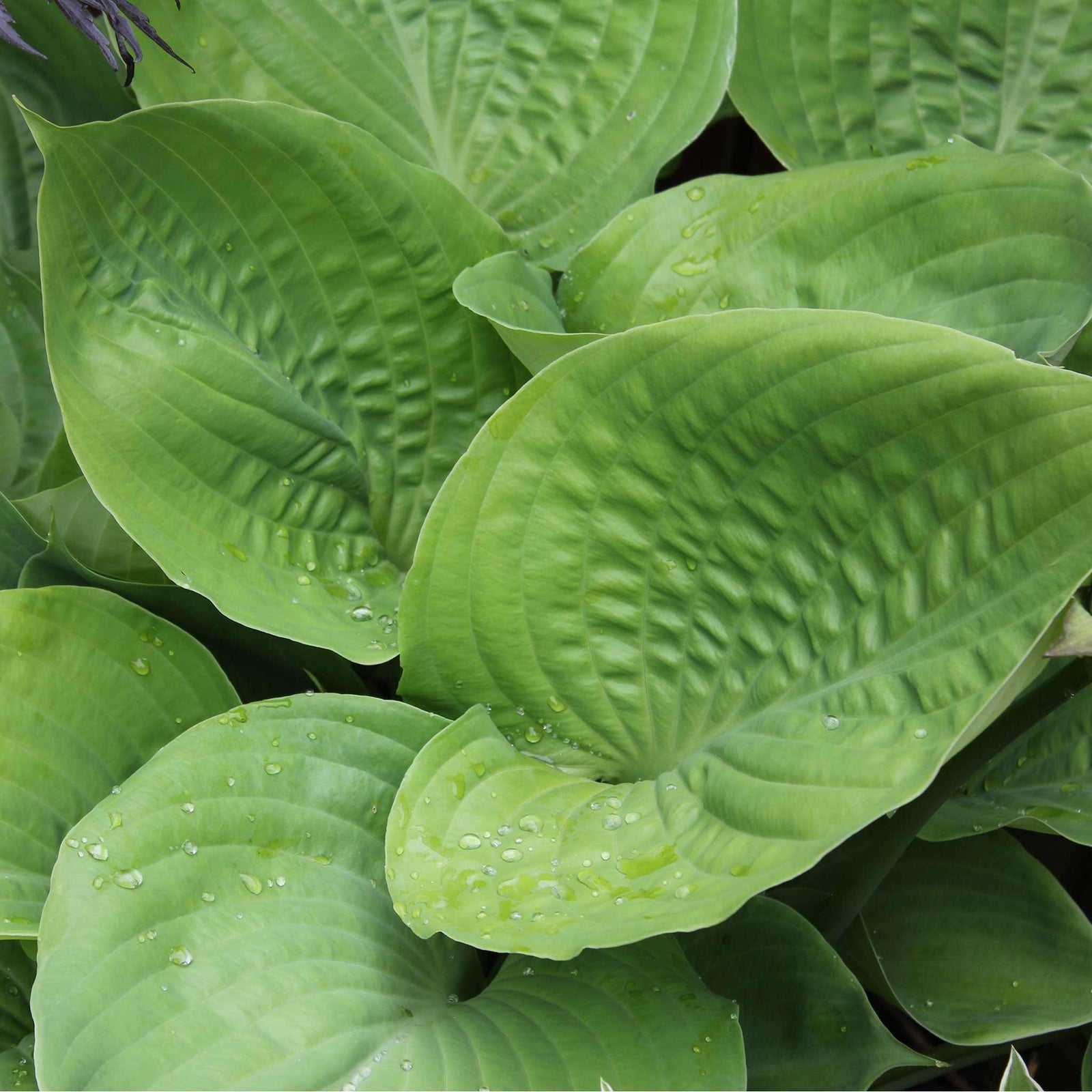 Hosta Slug Resistant Collection, 3 Bare Roots | 3 x Bare Root | Chartreuse