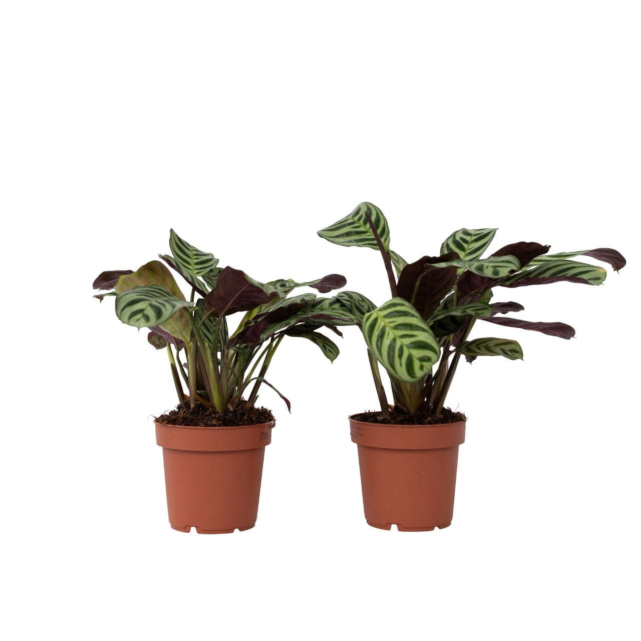 Never Never Plant - 2 Pcs. - Ctenanthe 'amagris' - Height 20-30cm - ⌀12cm | Set of 2 | Green
