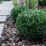 Thompson & Morgan A Pair Of Topiary Buxus Sempervivum Balls