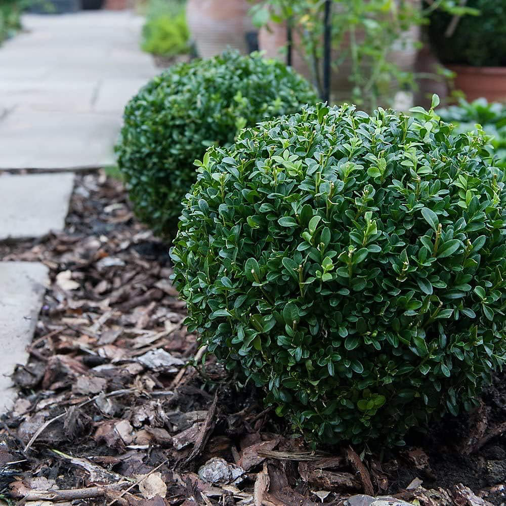 Thompson & Morgan A Pair Of Topiary Buxus Sempervivum Balls