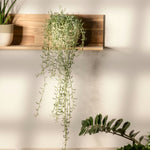 String Of Bananas - Senecio Radicans - Height 10-20cm - ⌀12cm | Set of 1 | Green