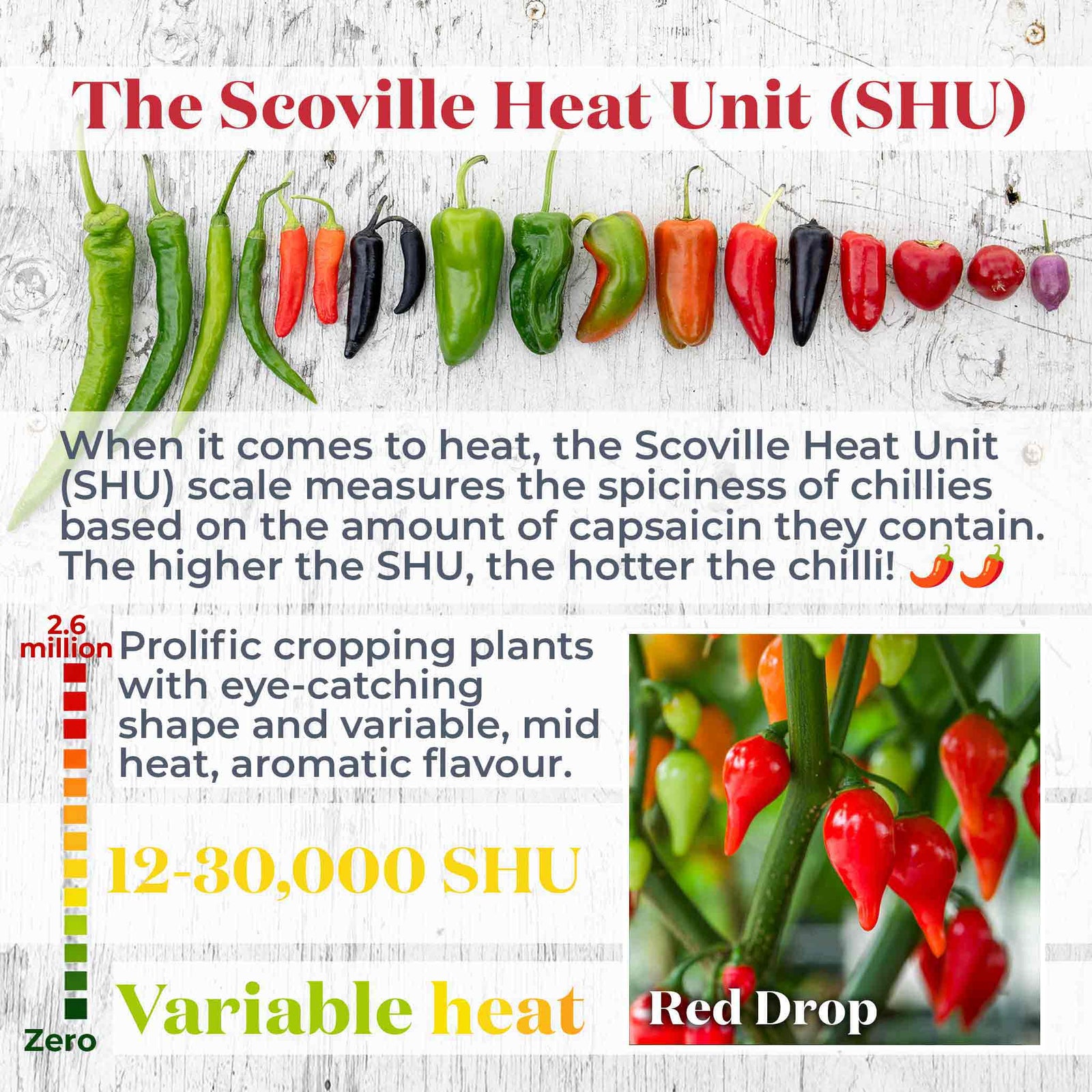 Chilli Plant 'red Drop' – Prolific Red Teardrop Fruits Mild–medium Heat | 3 x 9cm | Red