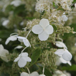 Hydrangea Paniculata Kyushu 9cm Potted Plant | Set of 3