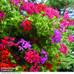 Geranium Balcon Mix Preplanted Hanging Basket | 25cm