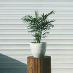 Parlour Palm - 3 Pcs. - Chamaedorea Elegans - Height 30-40cm - ⌀12cm | Set of 3 | Green