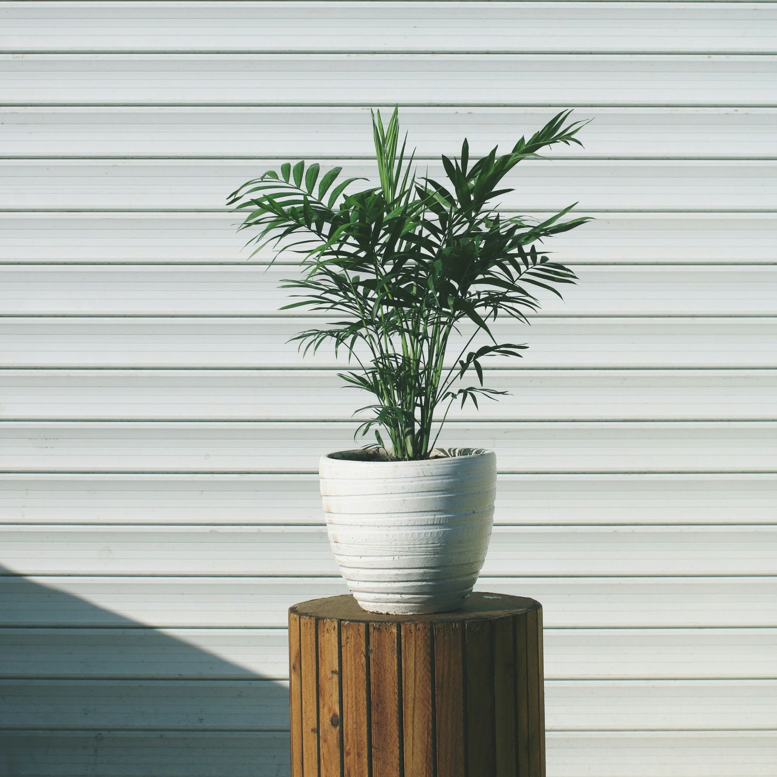 Parlour Palm - 3 Pcs. - Chamaedorea Elegans - Height 30-40cm - ⌀12cm | Set of 3 | Green