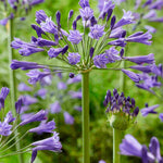 Agapanthus Hybrida 'Vallee De La Loire' - 9cm Pot | 1 x 9cm | Blue