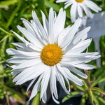 Leucanthemum 'crazy Daisy' Frilly Shasta Daisy Perennial | 1 x 9cm