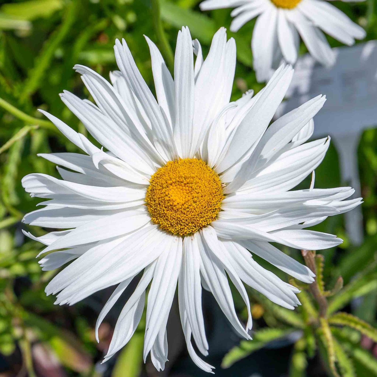 Leucanthemum 'crazy Daisy' Frilly Shasta Daisy Perennial | 1 x 2L