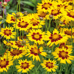 Coreopsis ‘sunkiss’ Compact Perennial With Golden-yellow Flowers | 6 x Plug Plants | Multi