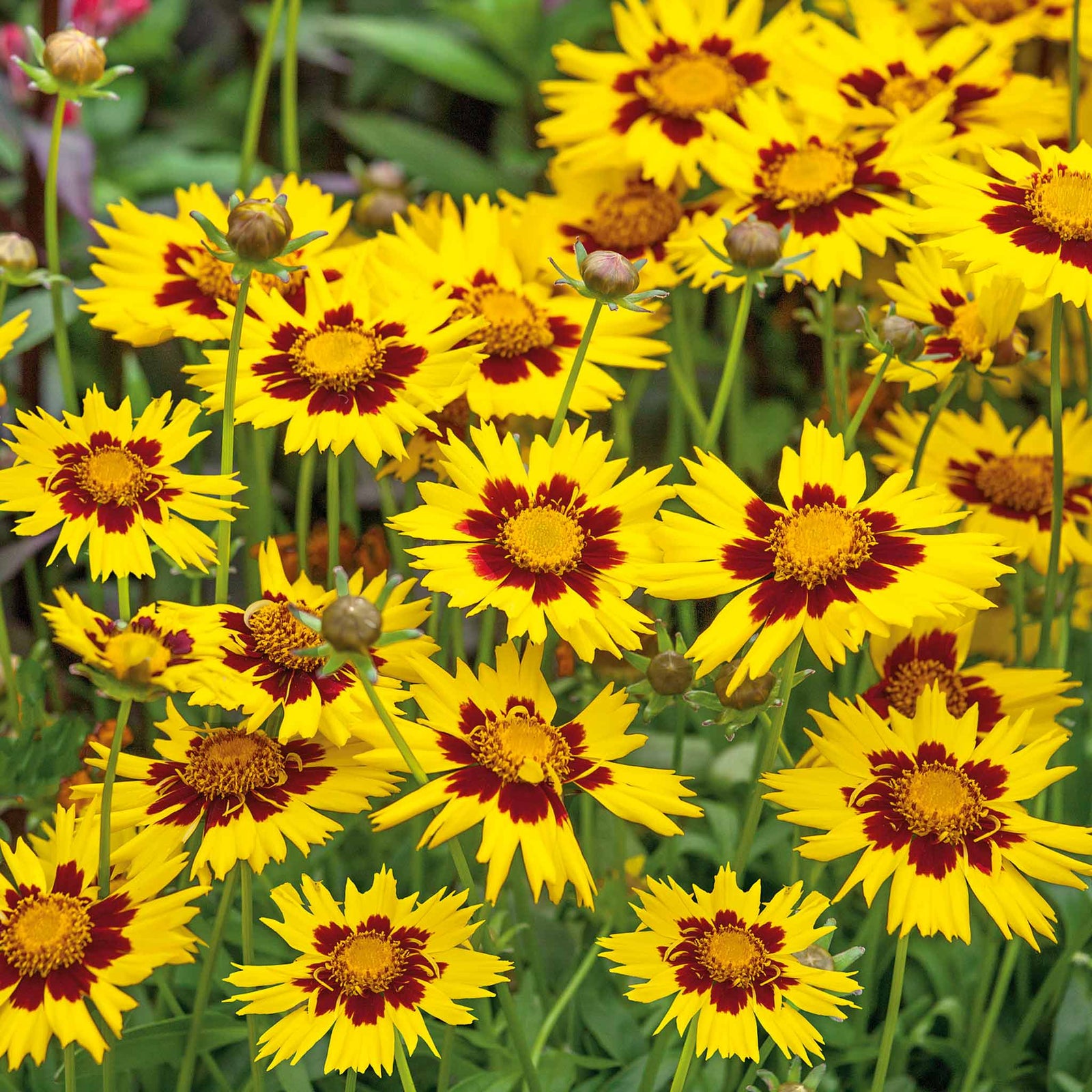 Coreopsis ‘sunkiss’ Compact Perennial With Golden-yellow Flowers | 6 x Plug Plants | Multi