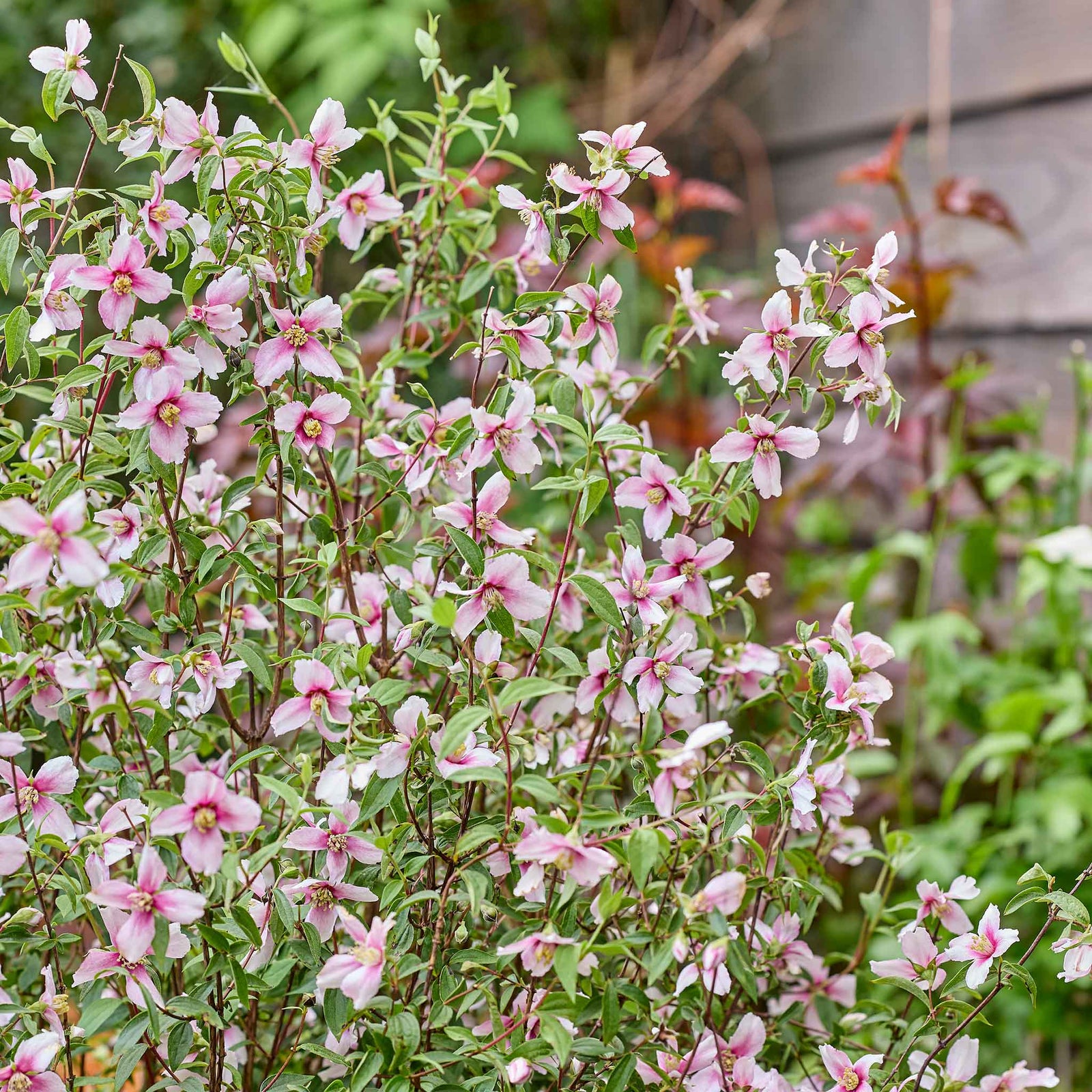 Philadelphus 'petite Perfume Pink' | 1 x 3L | Pink