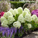 Hydrangea Paniculata 'little Spooky', Dwarf 50 Cm Shrub For Shade | 1 x 9cm | Green