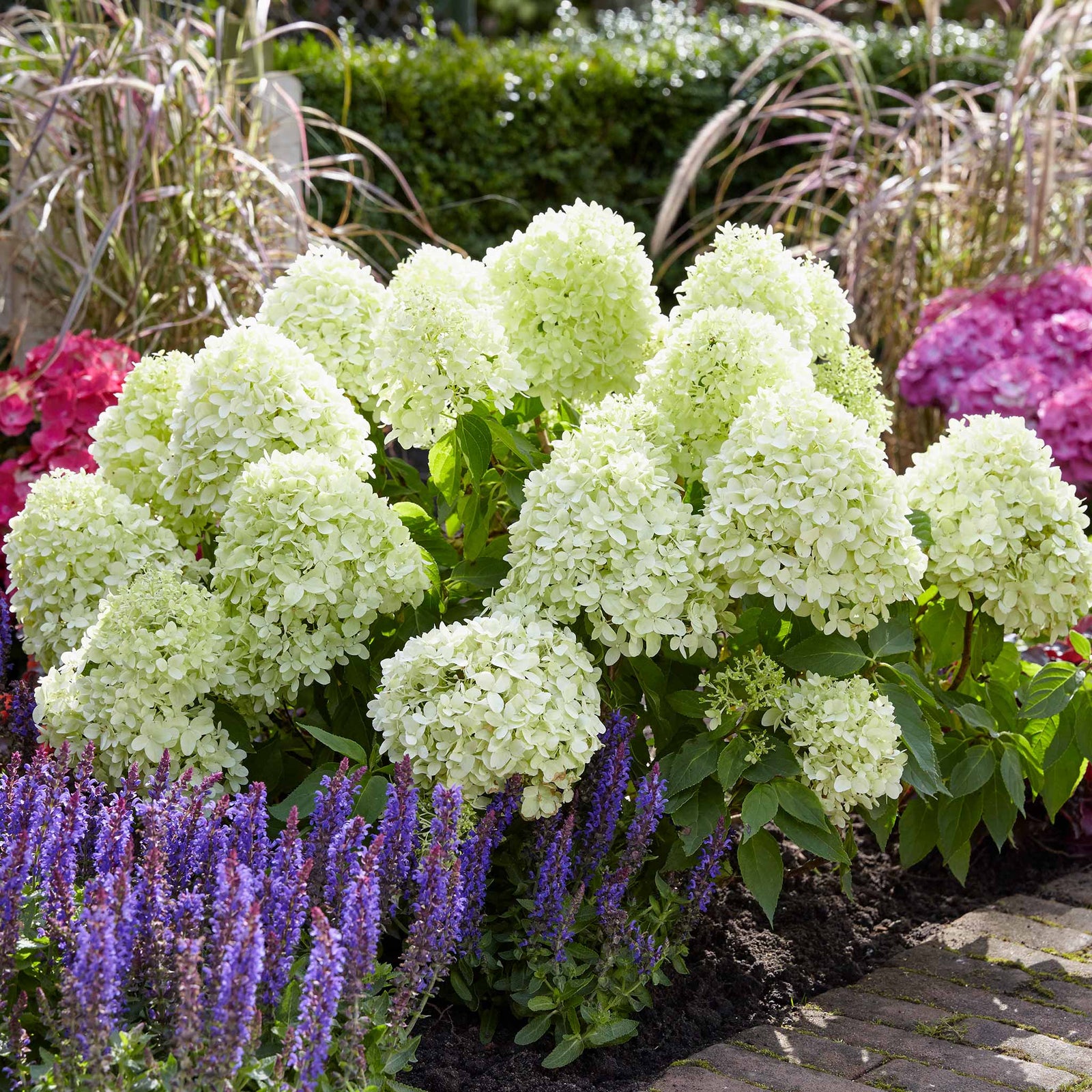 Hydrangea Paniculata 'little Spooky', Dwarf 50 Cm Shrub For Shade | 1 x 9cm | Green