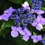 Hydrangea Blue Bird Flowering Garden Shrub