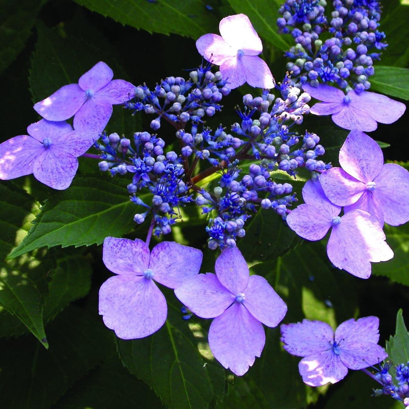 Hydrangea Blue Bird Flowering Garden Shrub