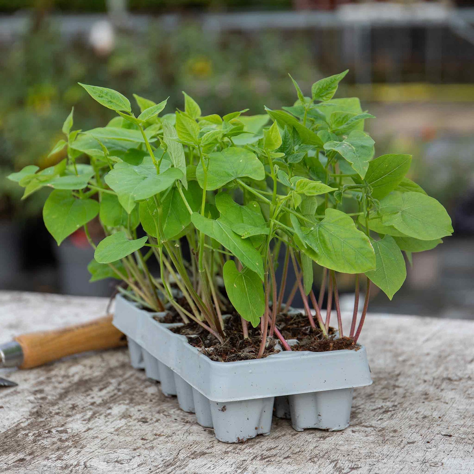 Runner Bean 'tenderstar' | 12 x Pro Grower Plugs | Green