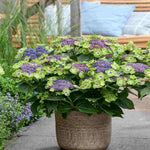 Hydrangea Macrophylla Magical Edgy Green Blue - 14cm pots | Set-of-3 | Green