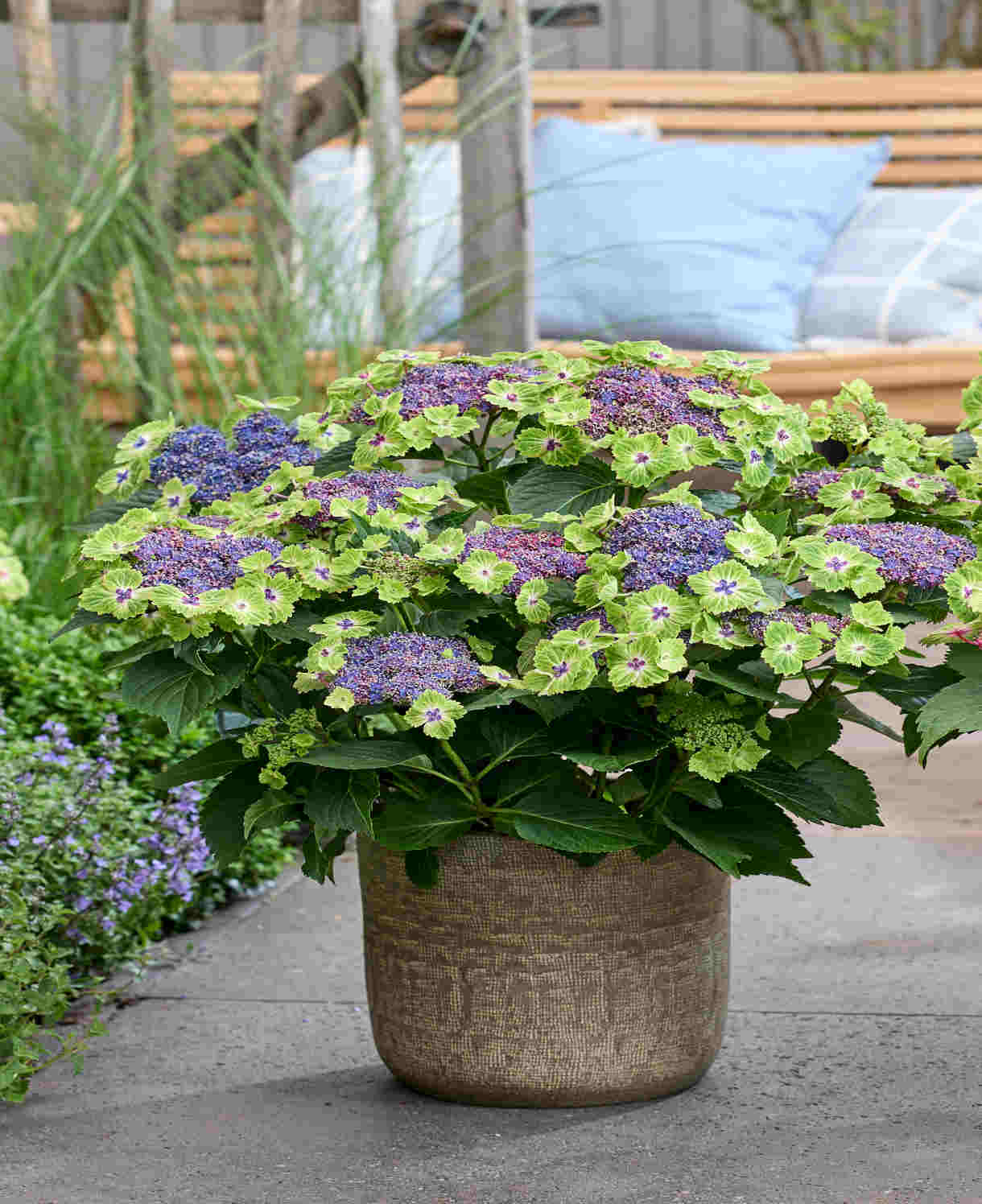Hydrangea Macrophylla Magical Edgy Green Blue - 14cm pots | Set-of-3 | Green