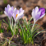 Bumper Bulb Collection - 90 Bulbs