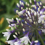 Agapanthus Fireworks 9cm Pot | 2 x 9cm