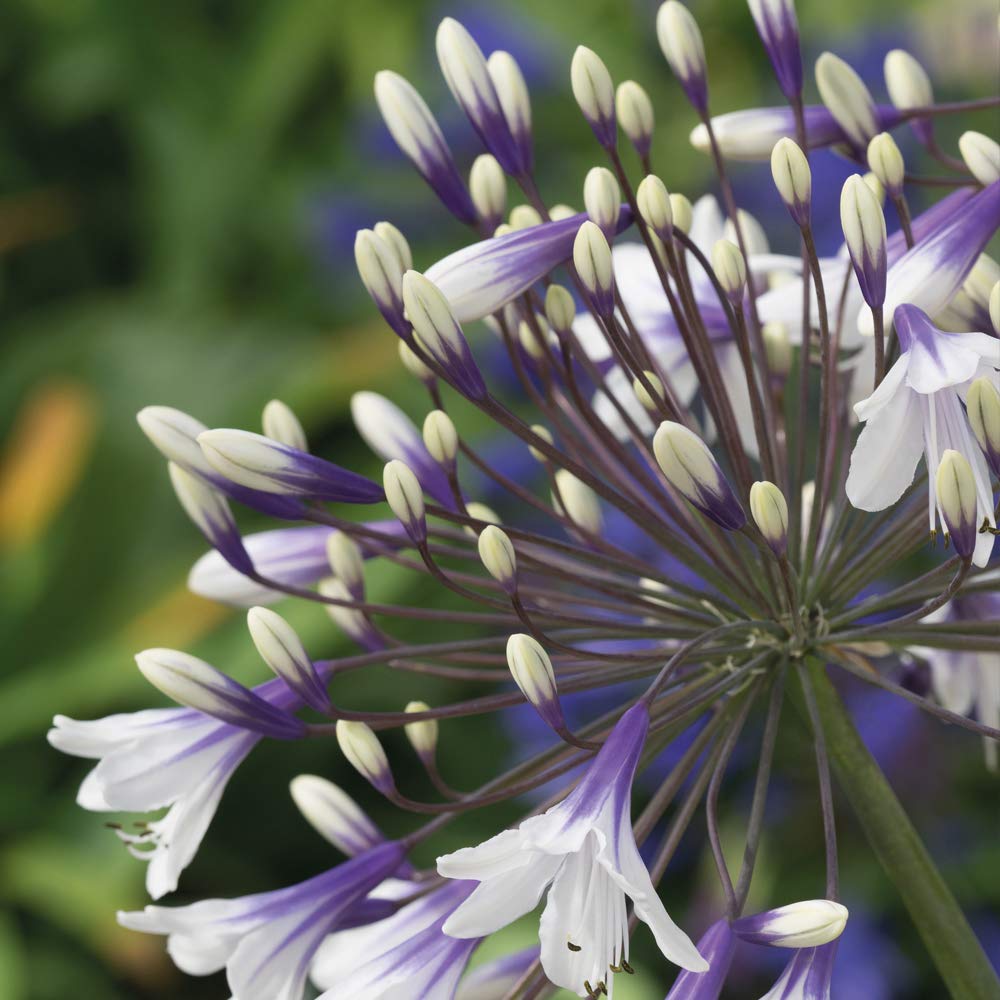 Agapanthus Fireworks 9cm Pot | 2 x 9cm