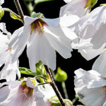 Lavatera x clementii 'Silver Barnsley'- 9cm pot | 1 x 9cm | Classic White