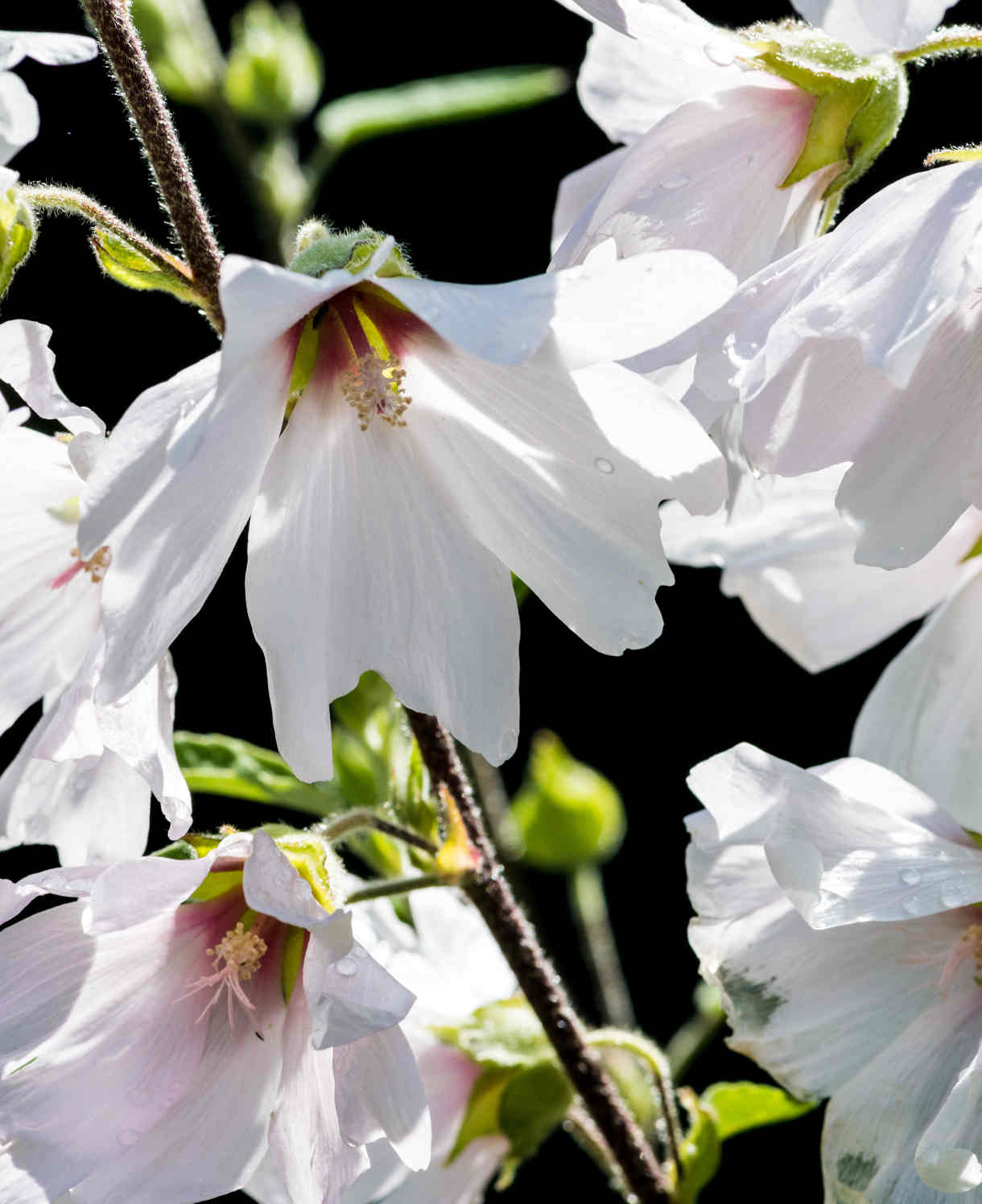 Lavatera x clementii 'Silver Barnsley'- 9cm pot | 1 x 9cm | Classic White