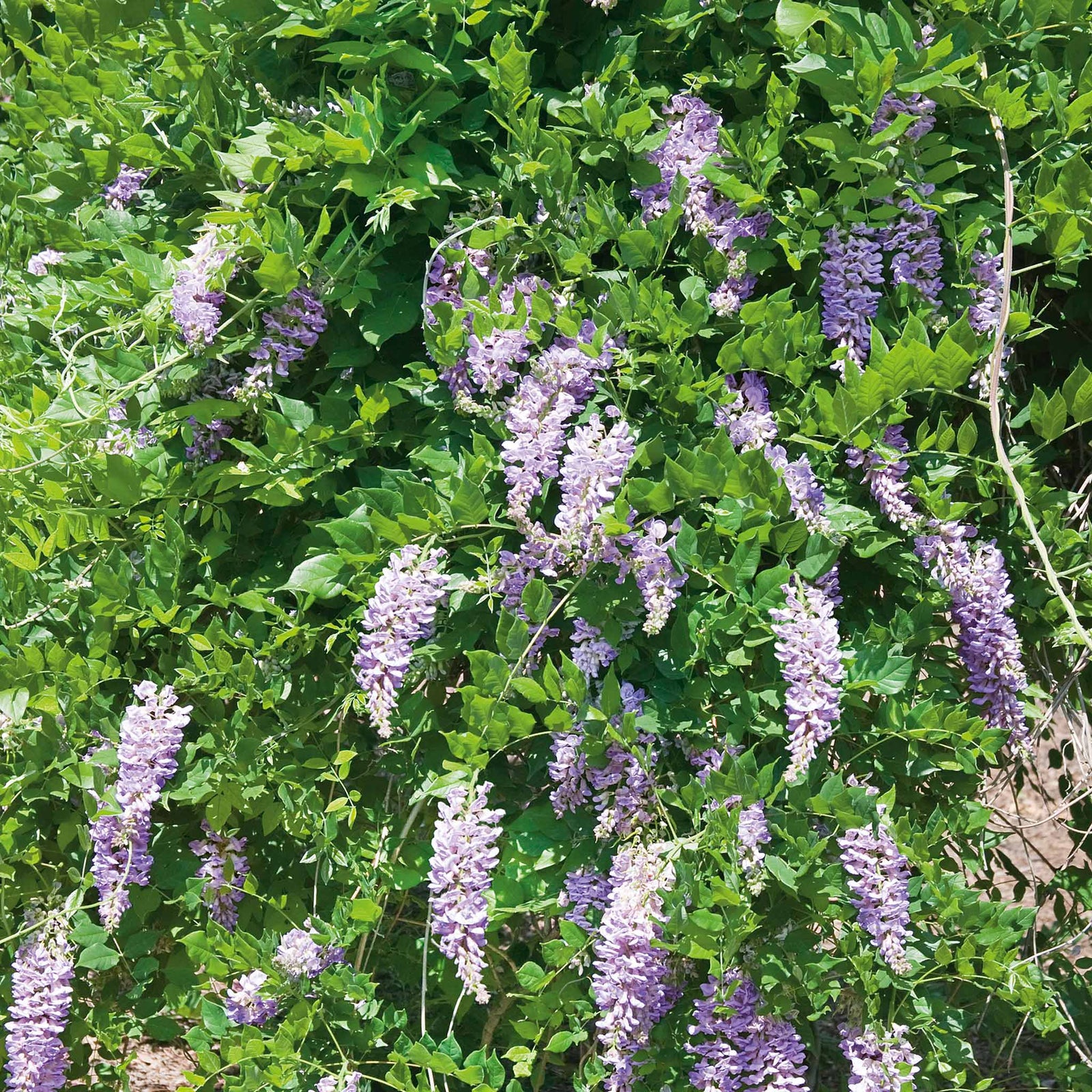 Wisteria 'amethyst Falls' Compact Purple Climber Plant | 1 x 7.5L | Purple & Green