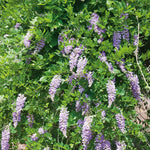 Wisteria 'amethyst Falls' Compact Purple Climber Plant | 1 x 4L | Purple & Green