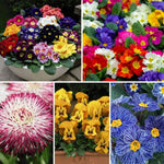 Lucky Dip Mixed Winter Bedding Plug Plants | 30 x Plug Plants