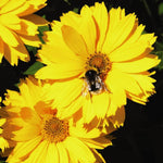 Thompson & Morgan Coreopsis Golden Joy Perennial Flowering Plants 12 X Garden Ready Plants