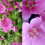 Lavatera Bredon Springs Pink Flowering Shrub Large Plant In A 3 Litre Pot