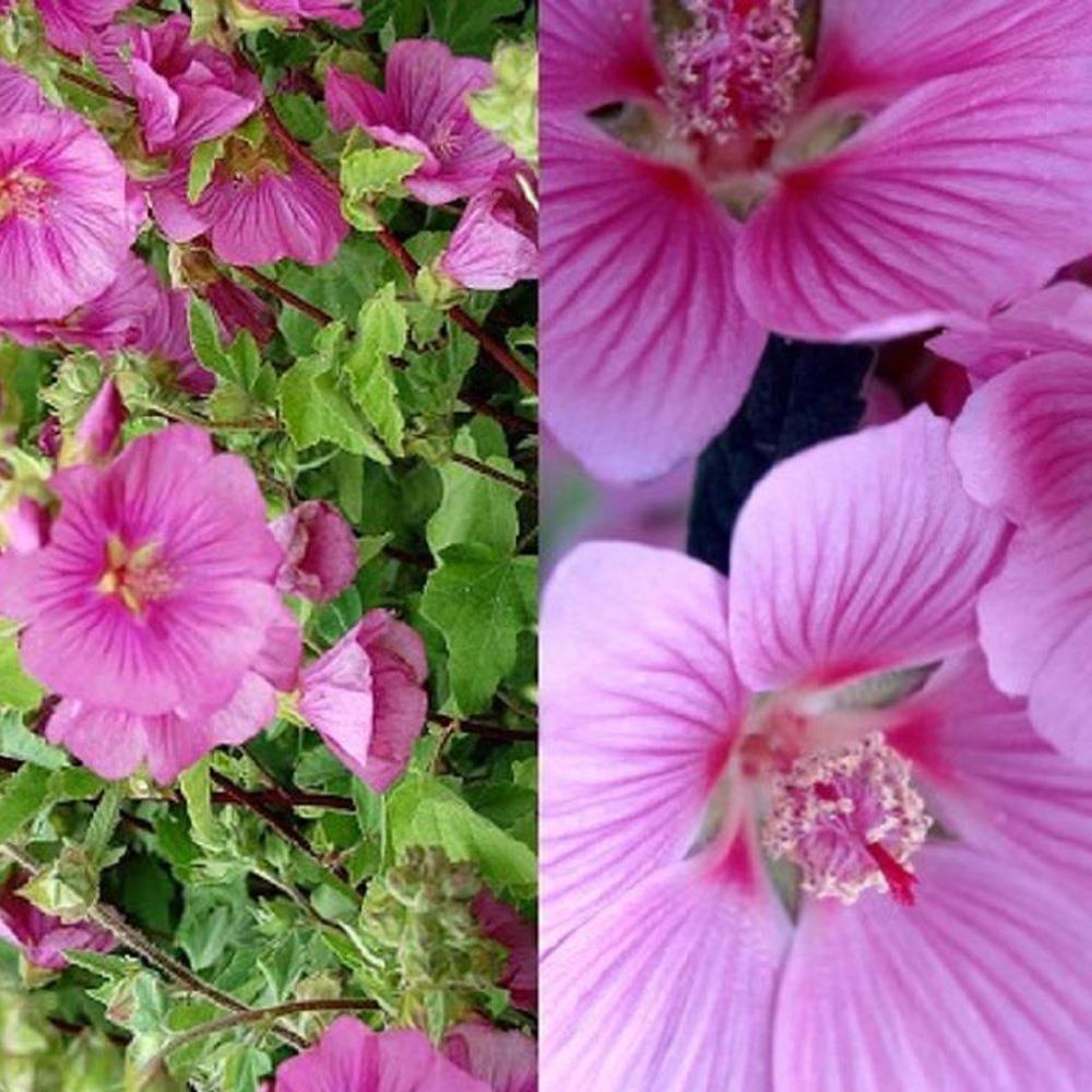 Lavatera Bredon Springs Pink Flowering Shrub Large Plant In A 3 Litre Pot