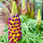 Hayloft Lupinus Manhattan Lights - Outstanding Variety Of Lupin - Set Of 3, 9cm Pots