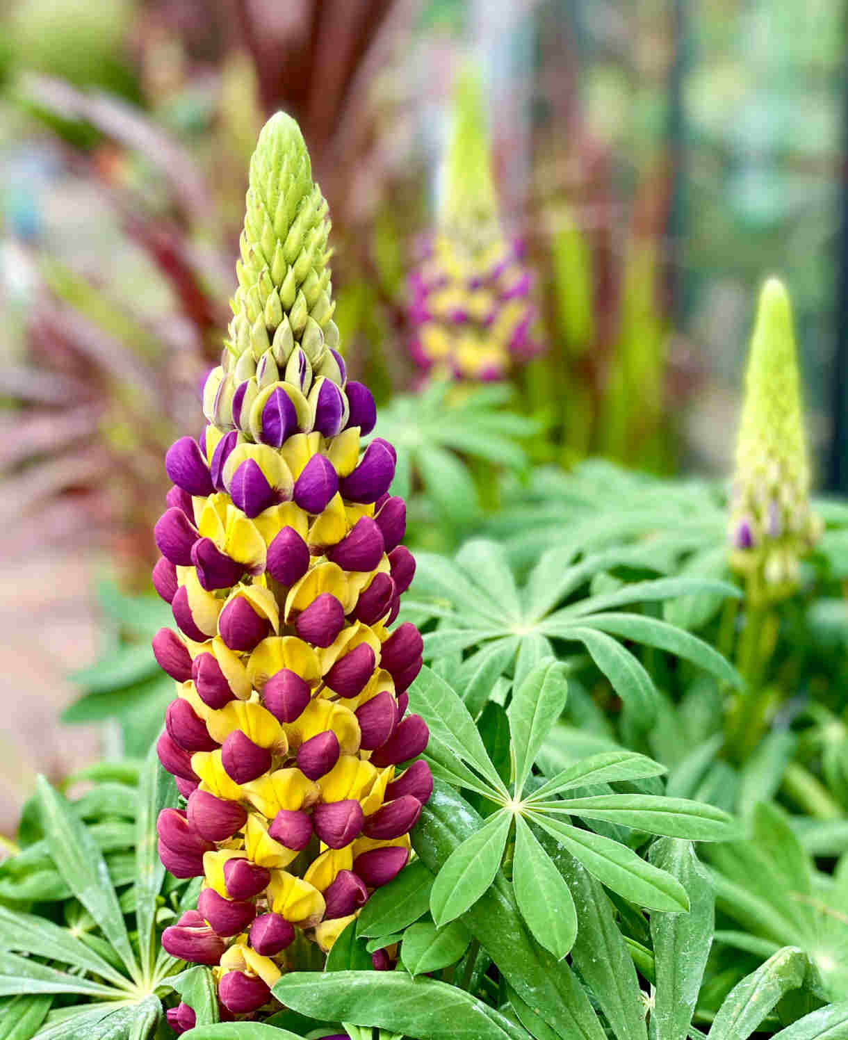 Hayloft Lupinus Manhattan Lights - Outstanding Variety Of Lupin - Set Of 3, 9cm Pots