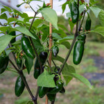 Giant Jalapeno Chilli Plant | 3 x 9cm | Green