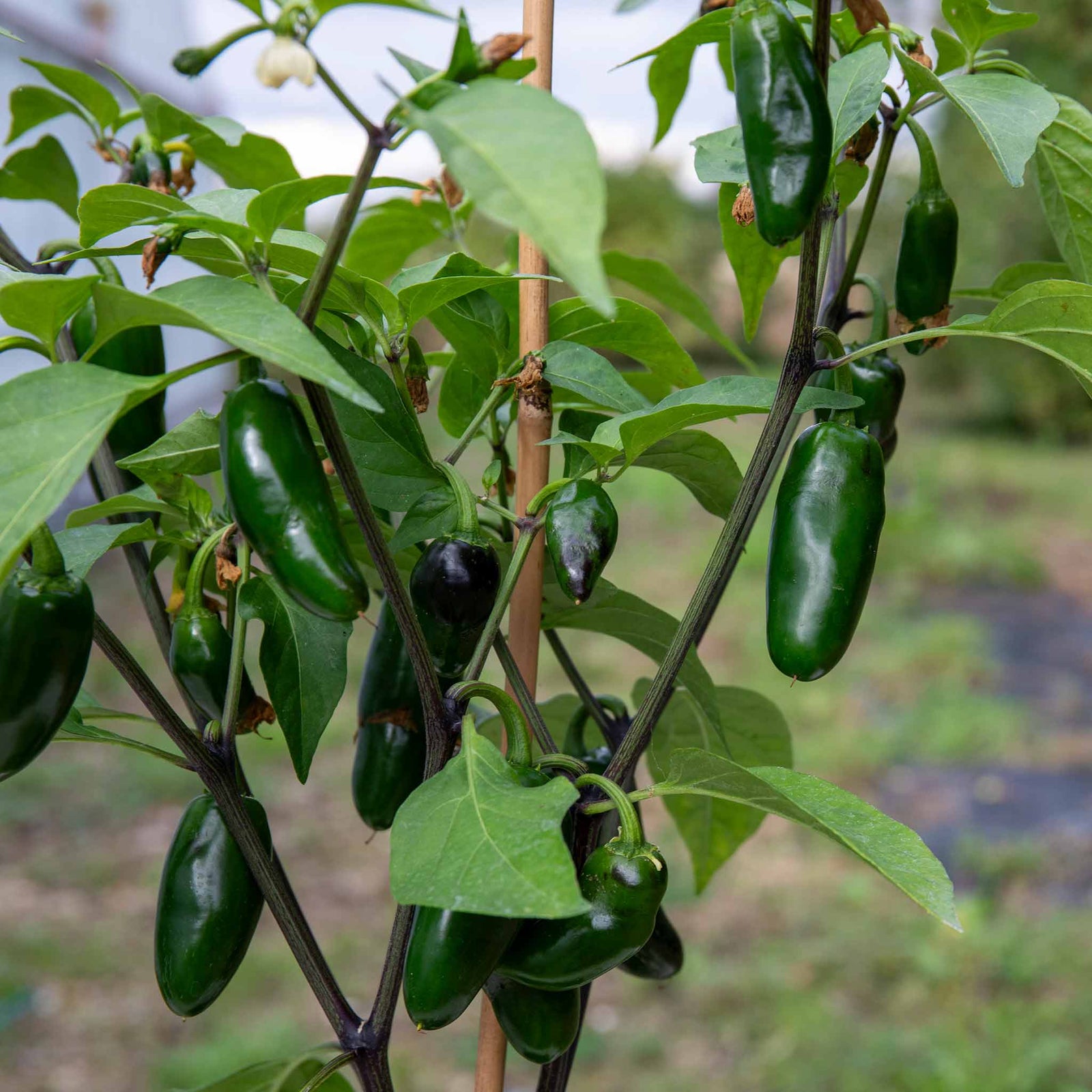Giant Jalapeno Chilli Plant | 3 x 9cm | Green