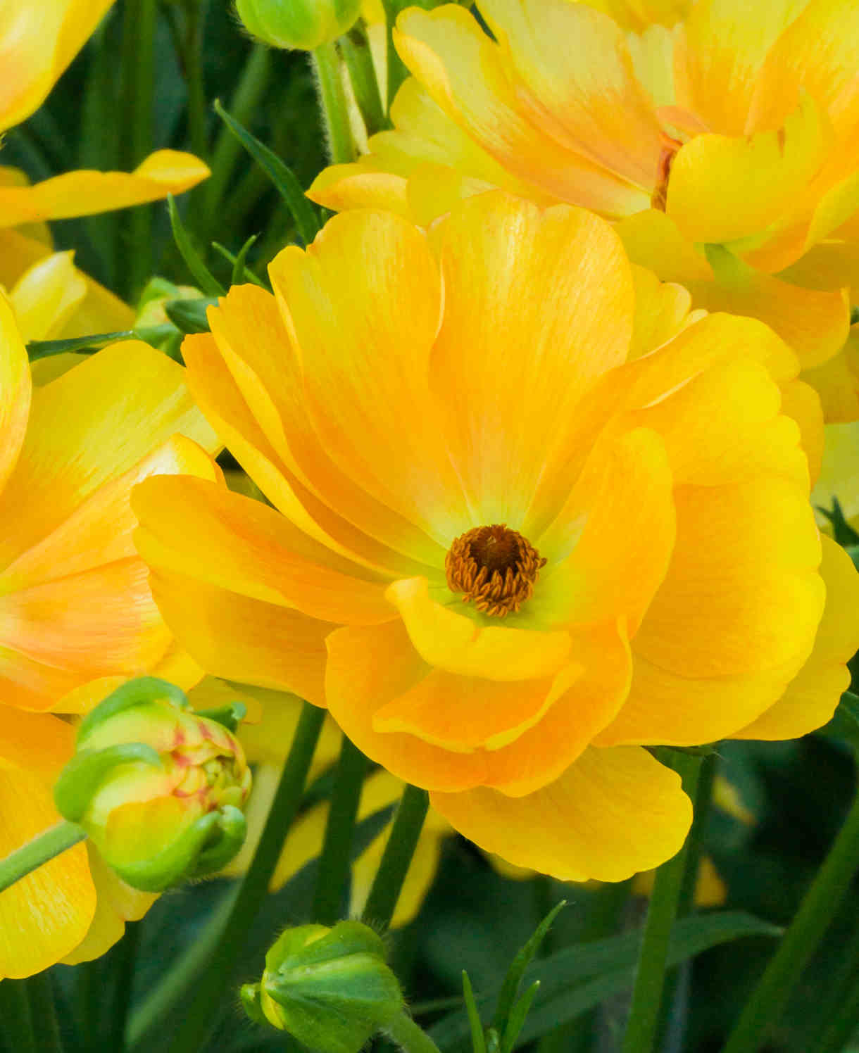 Ranunculus Butterfly Blush Collection - Tubers | Set-of-6 | Multi