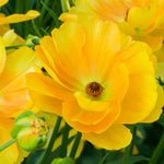 Ranunculus Butterfly 'minerva' - Tubers | Set-of-6 | Yellow